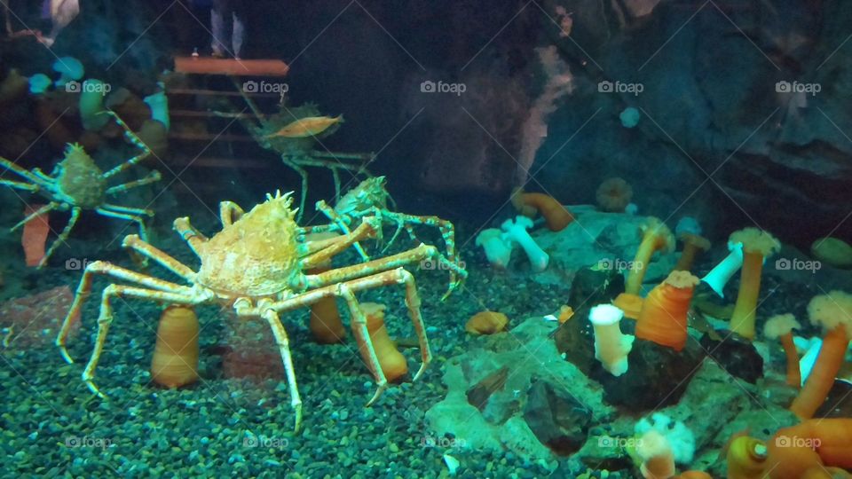 crabs at Georgia aquarium