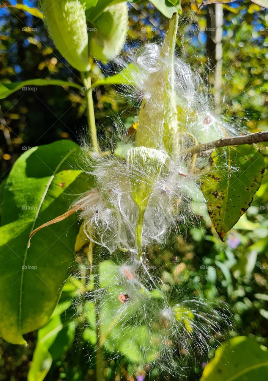 Milkweed Migration