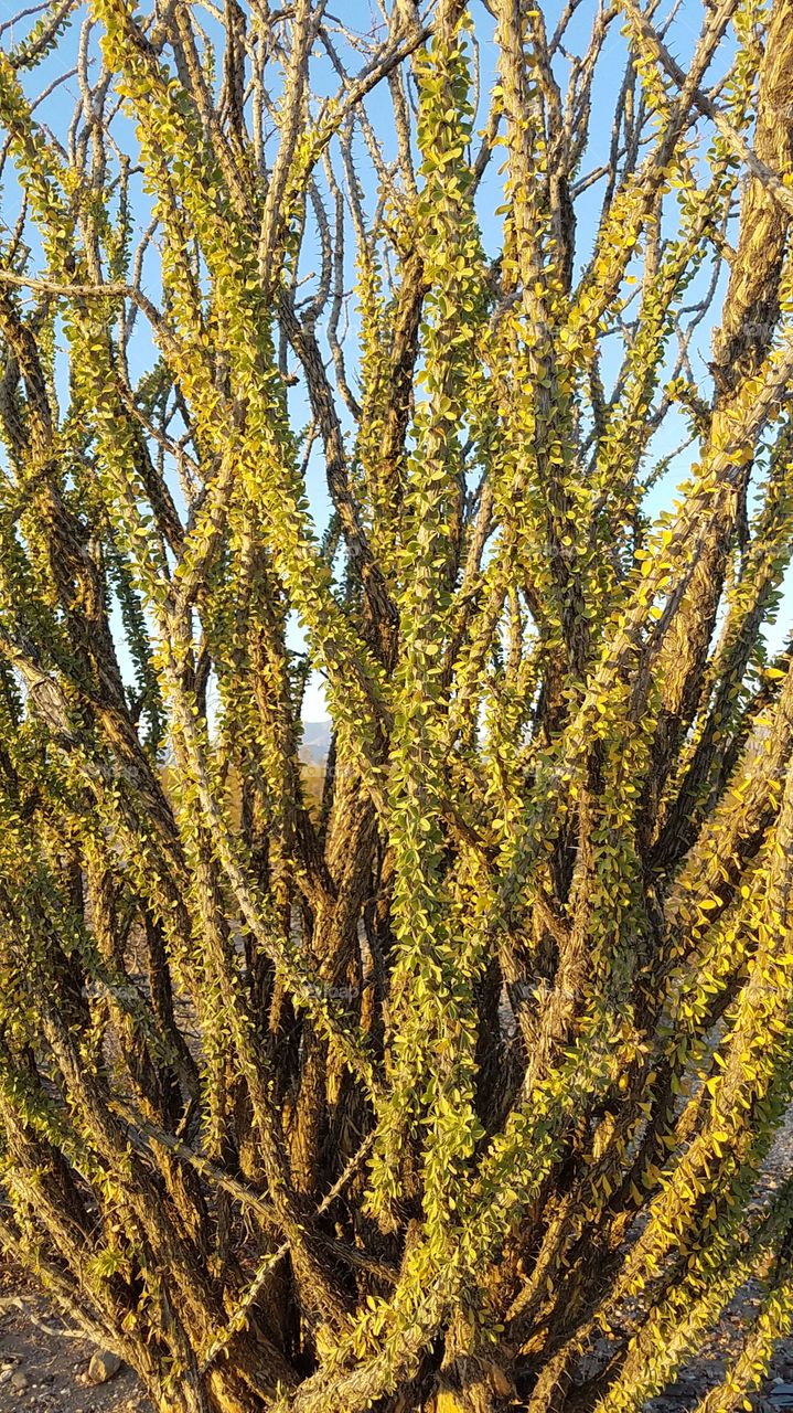 Ocotillo tree