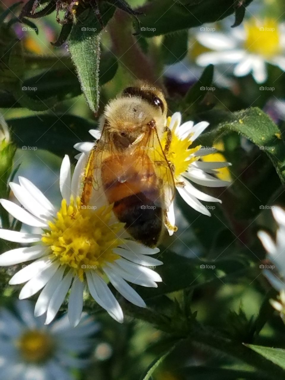 Bee