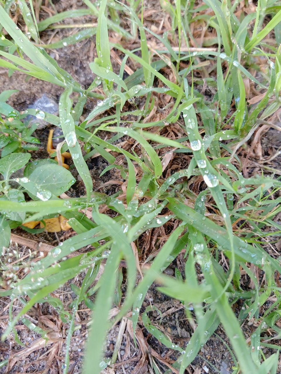 Dew on the top of the grass.