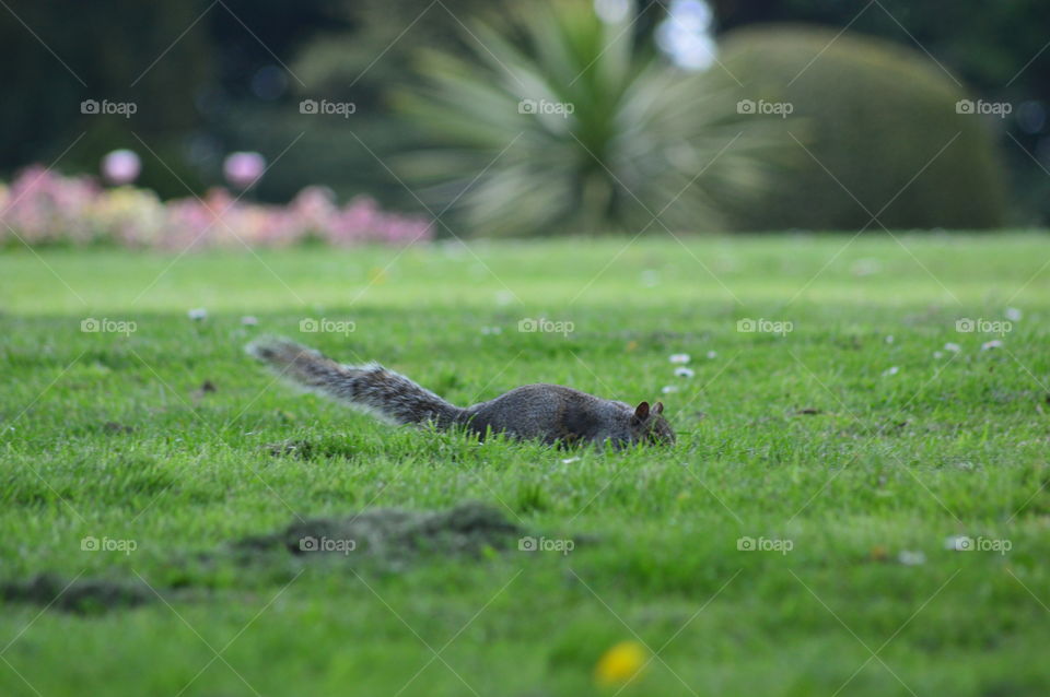 squirrel