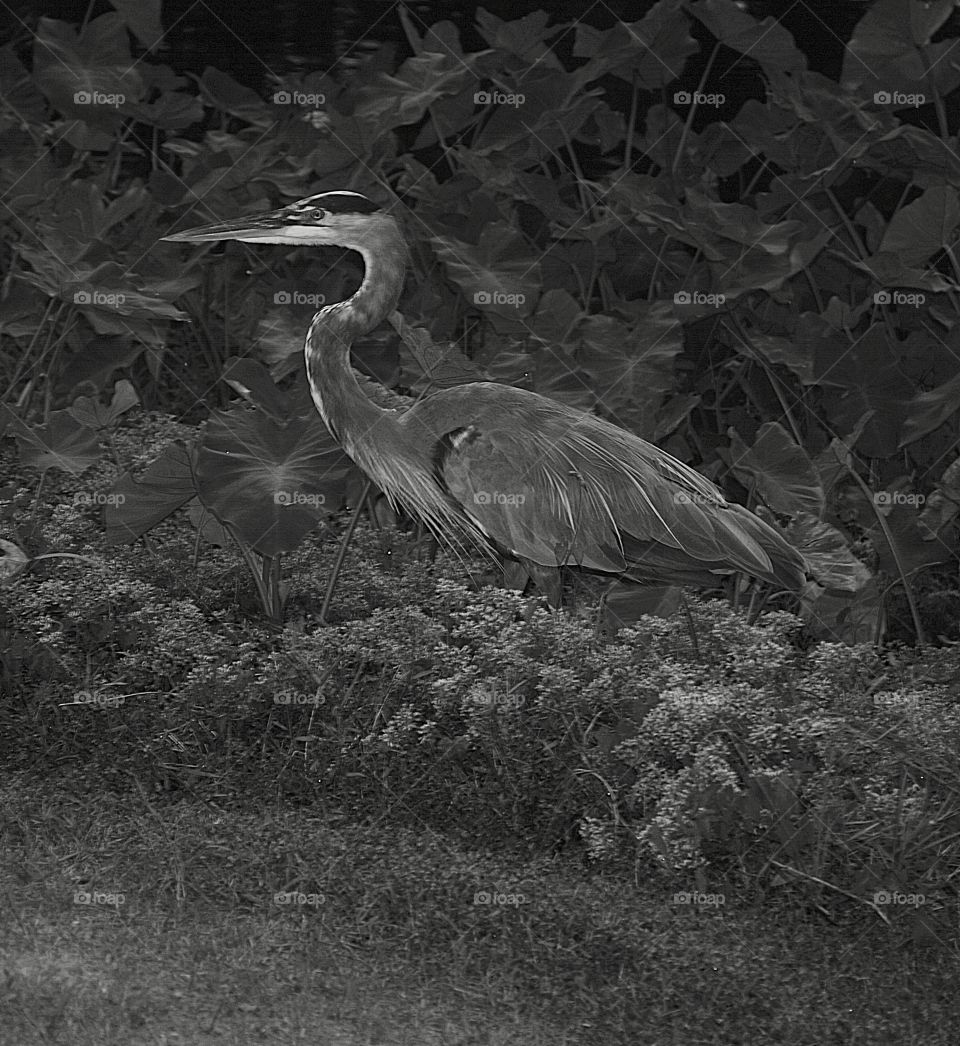 Great Blue Heron on the prowl 