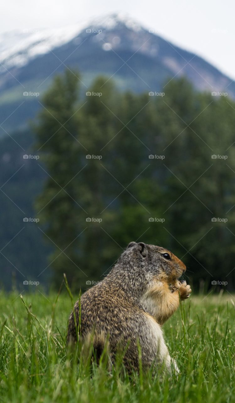 Prairie dog on grassy field