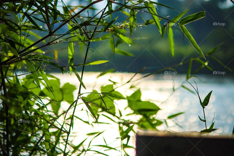 Serenity view of the green bamboo leaves by the river with the sun shines at the background 