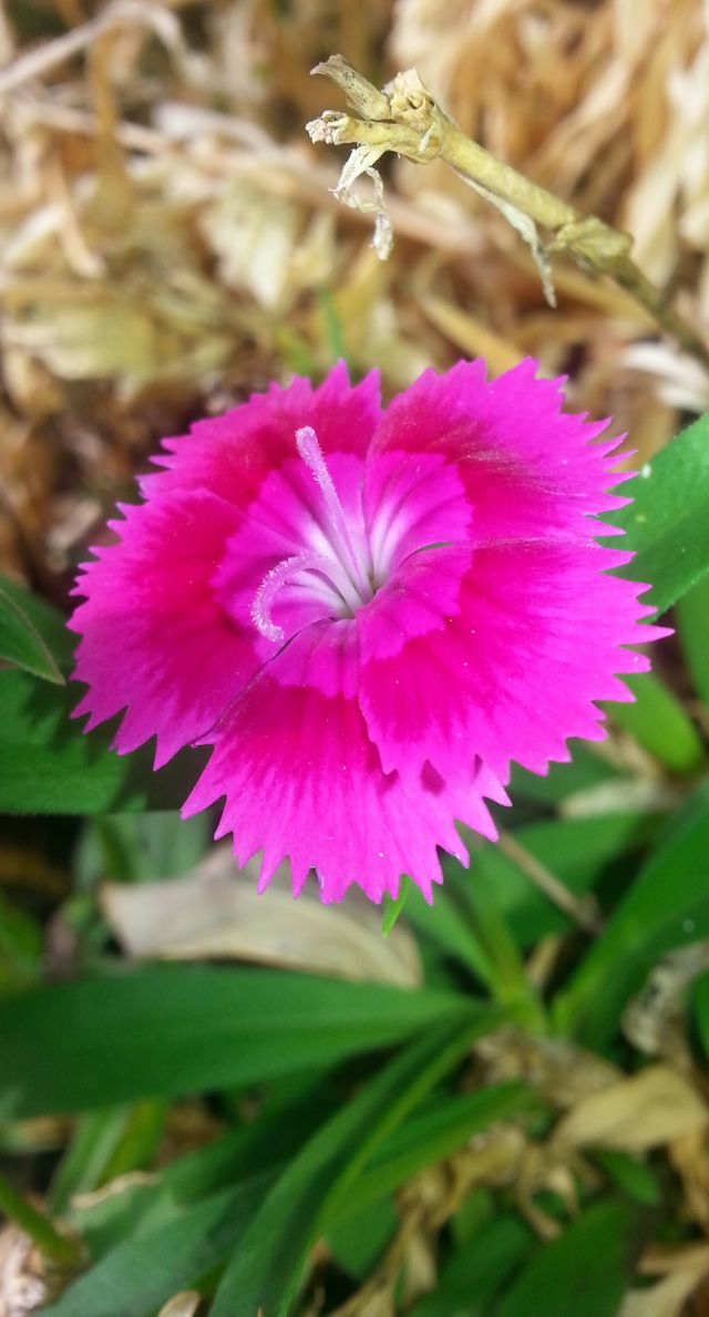 fall flower