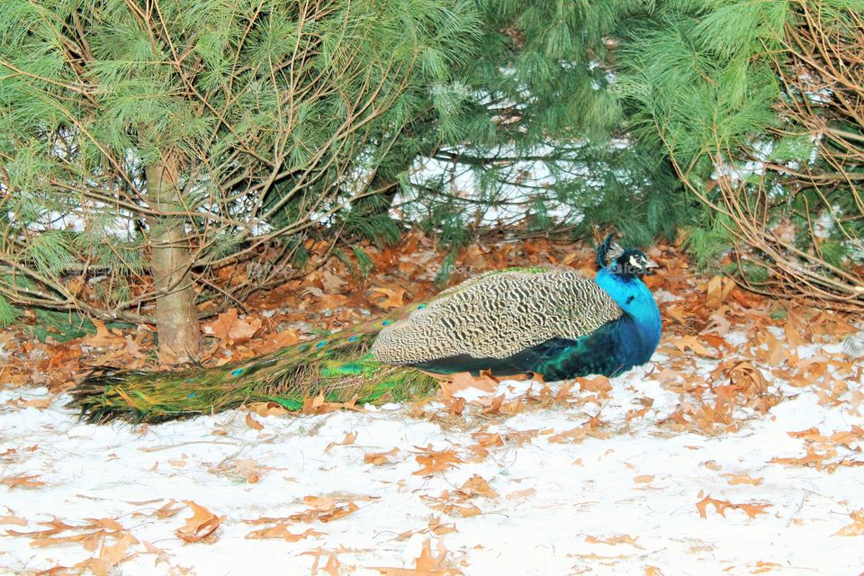 Peacock