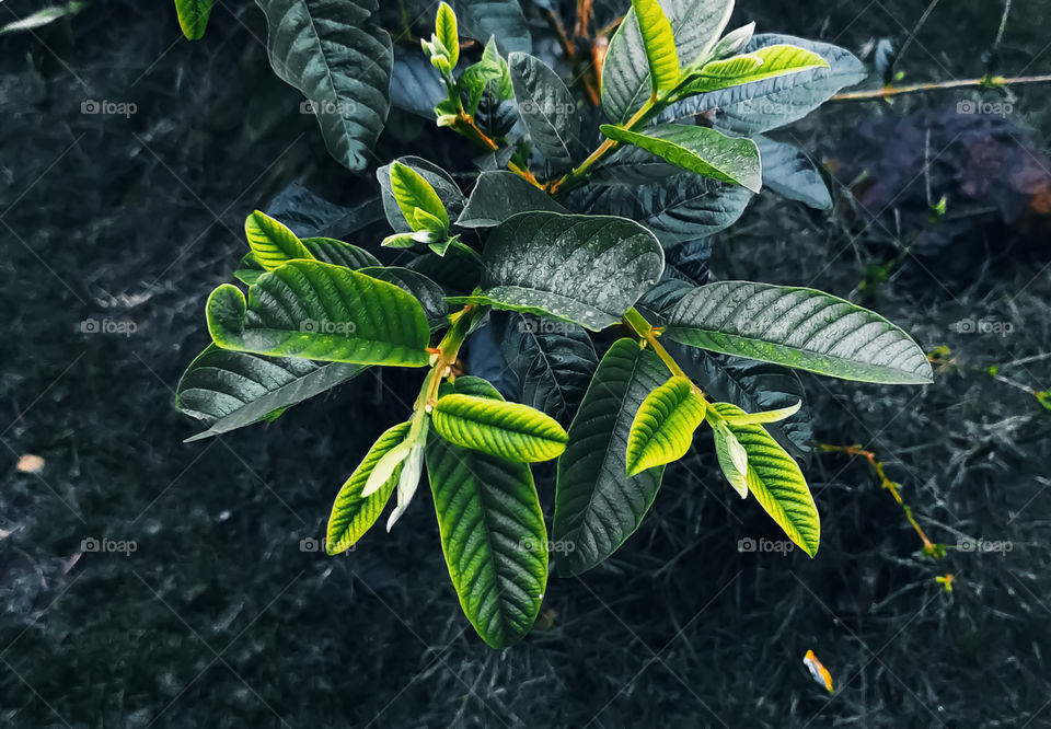 leaves that bloom in spring