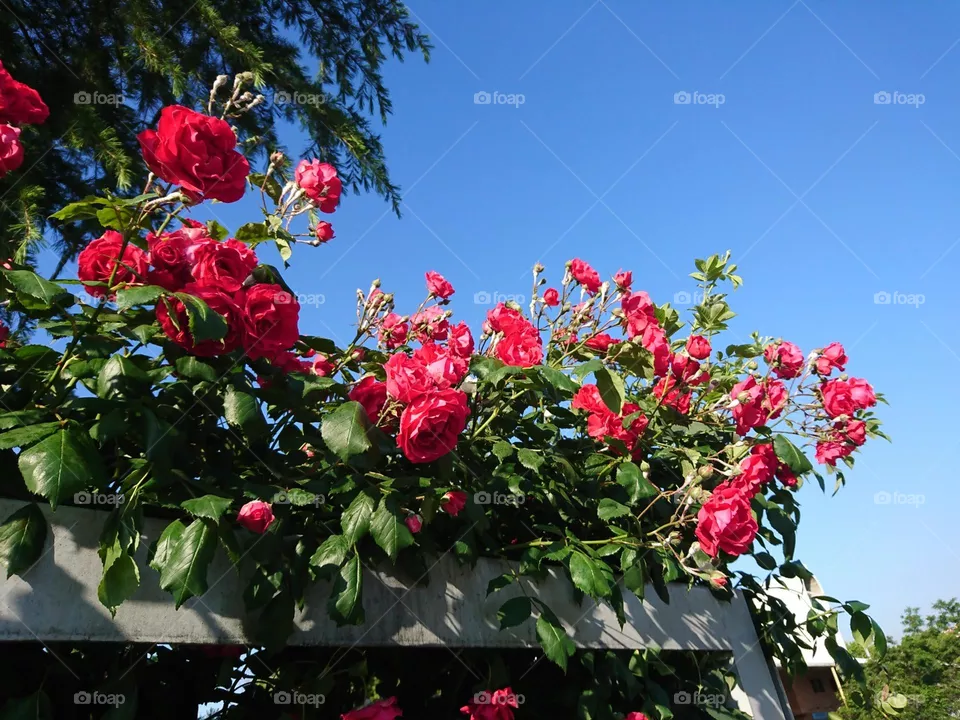 Flores rosadas 