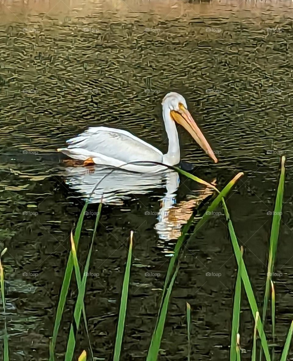 Pelican swimming in the pond
