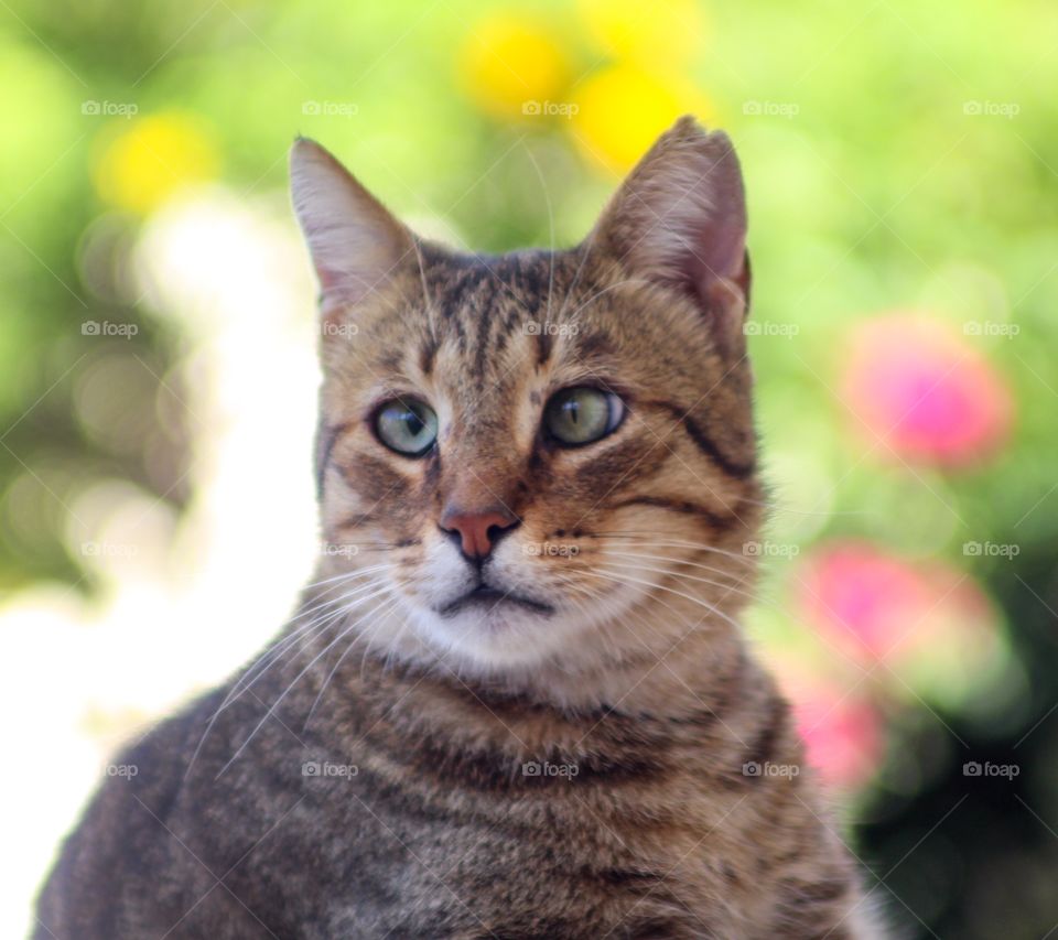 Wild cat closeup 