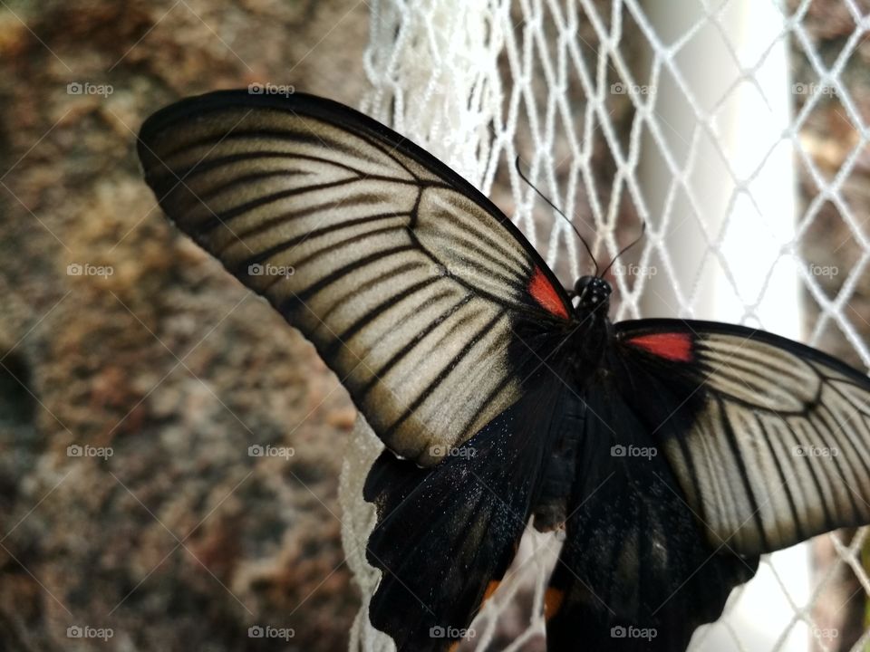 #butterfly #natural #nature #blur #fauna #wings #noperson
