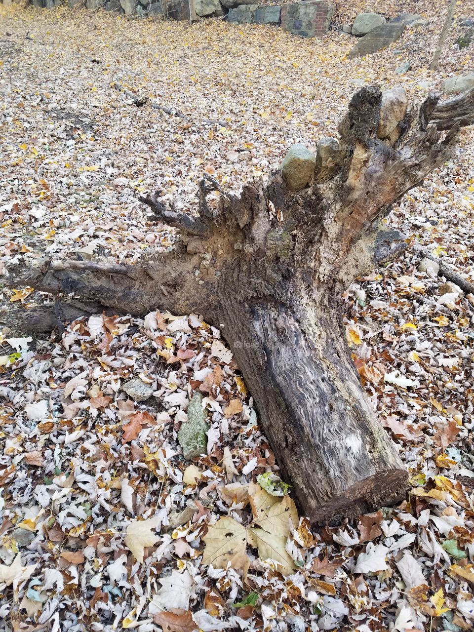 Dead tree stump