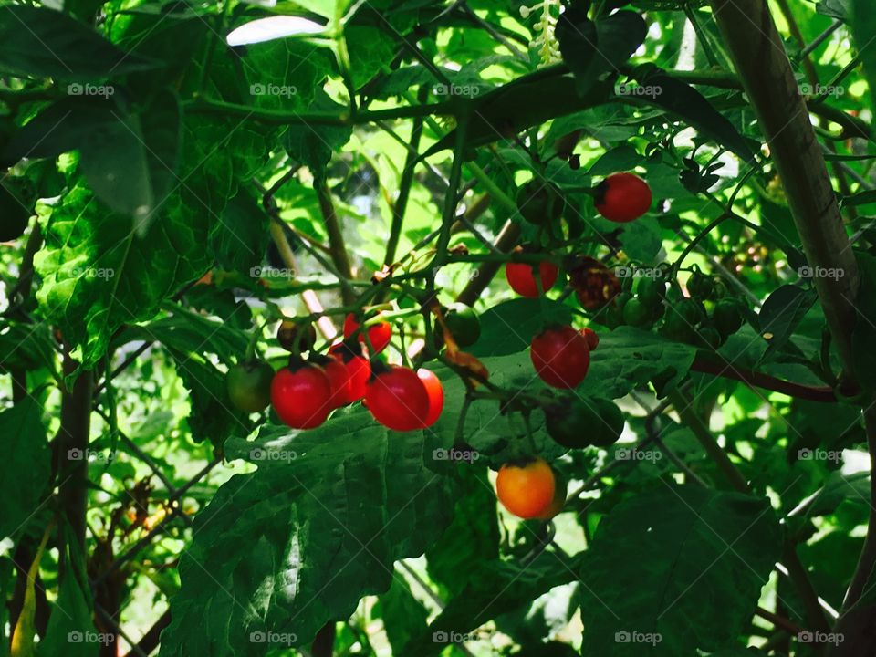 Berrys on a tree in Michigan 