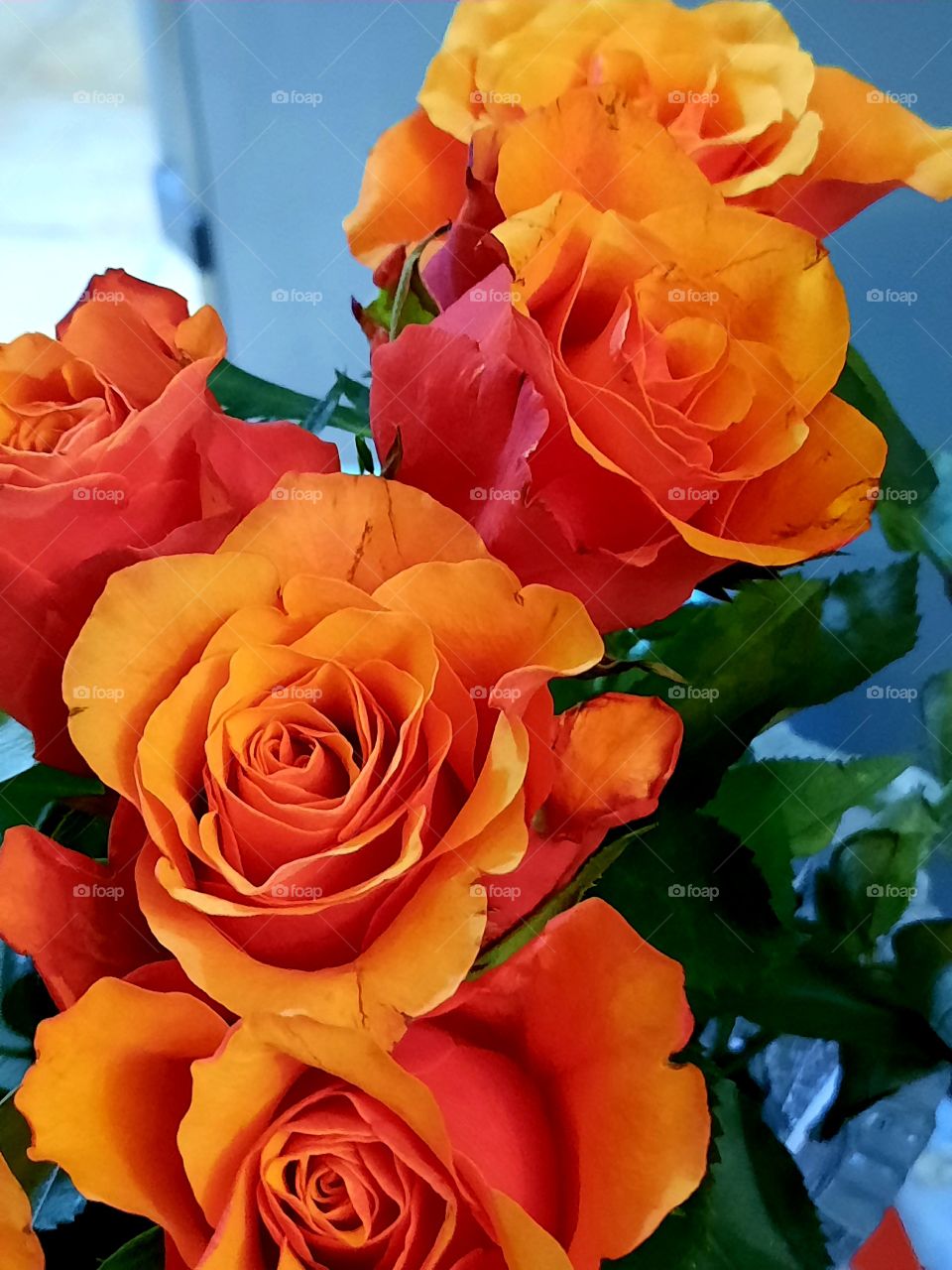 orange tea roses against blue background