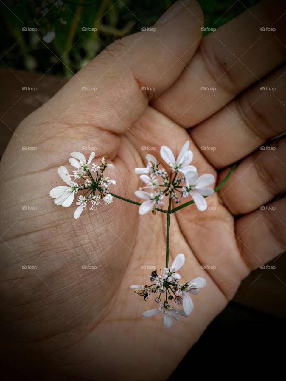 tiny flowers closeup