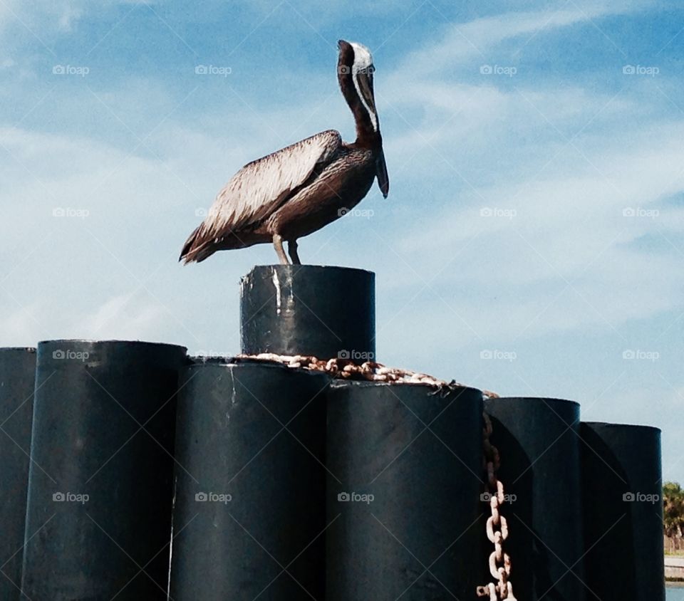 Gulf Coast crane. 