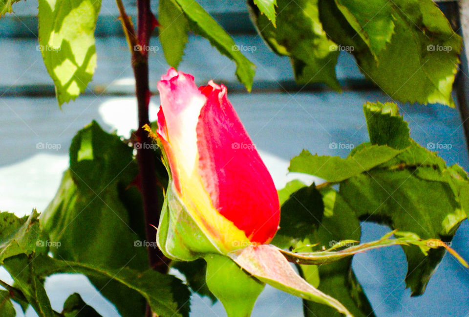 Red and yellow rose bud