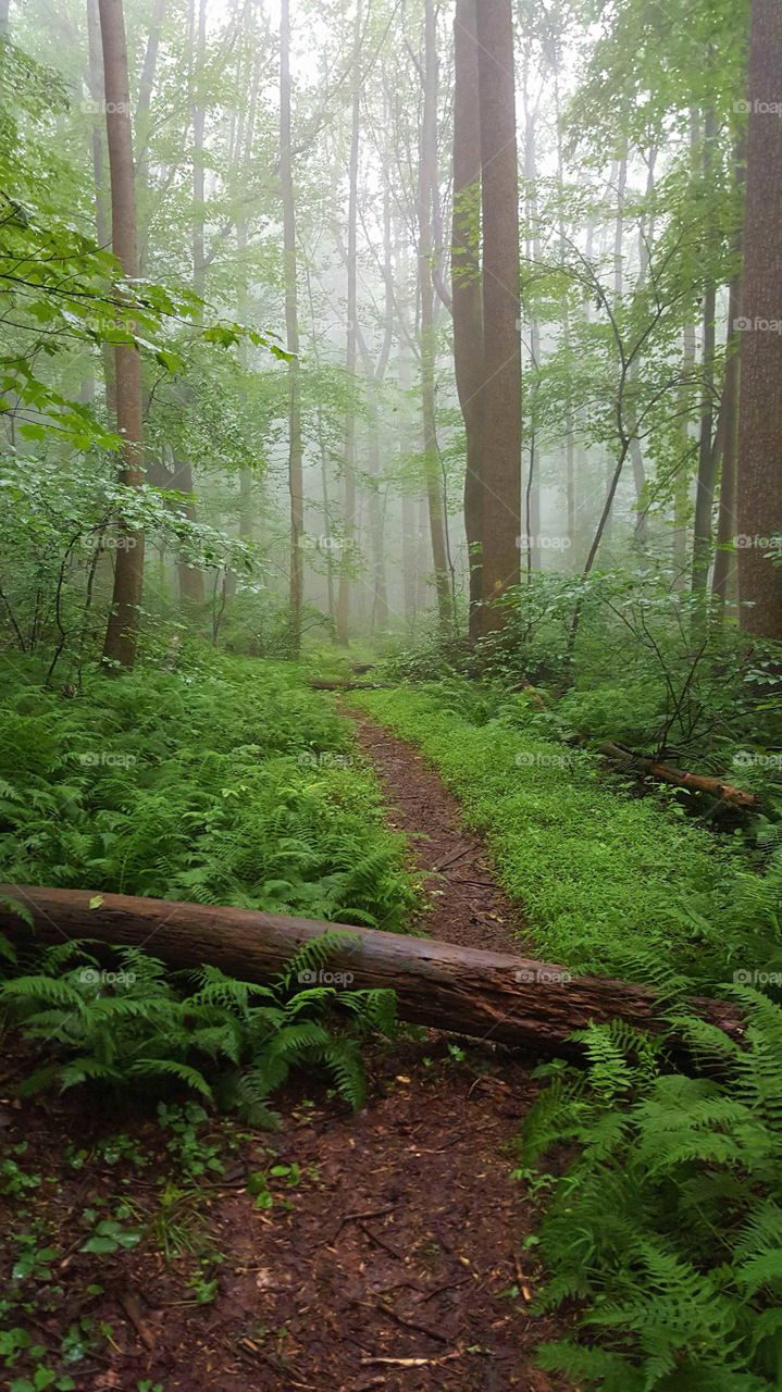 Fog looms through the forest on an early morning hike in late spring.