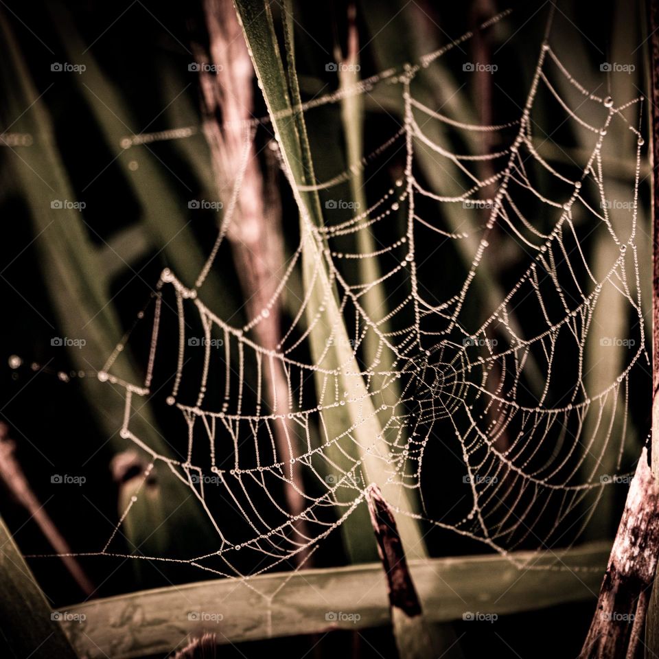 cobweb