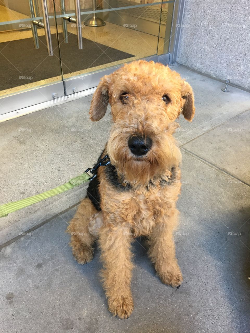 Terrier in NYC 