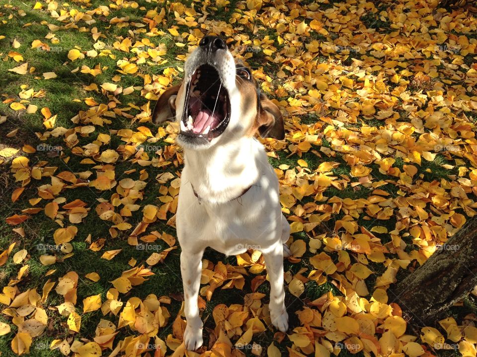 Fall, Leaf, Outdoors, Nature, No Person