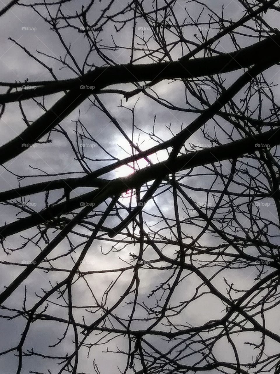 afternoon sun behind clouds and tree branches