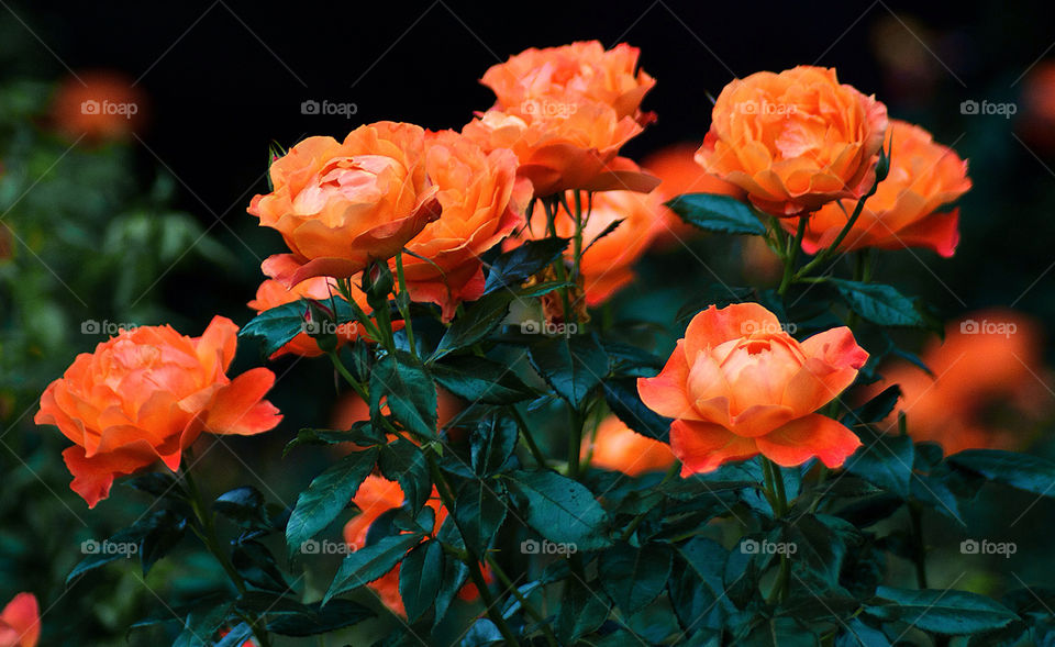 nature flower orange rose by resnikoffdavid