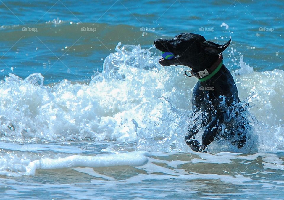 dog playing catch on the beach