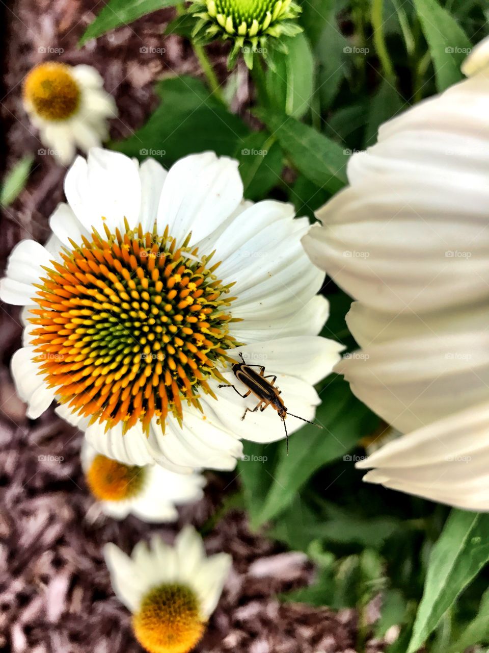 Bug n Flowers 