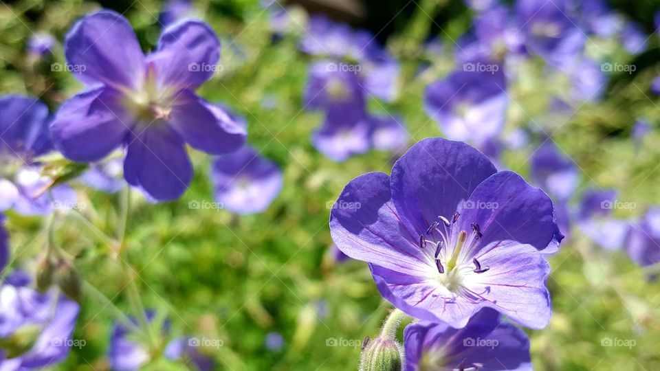 Purple Flower