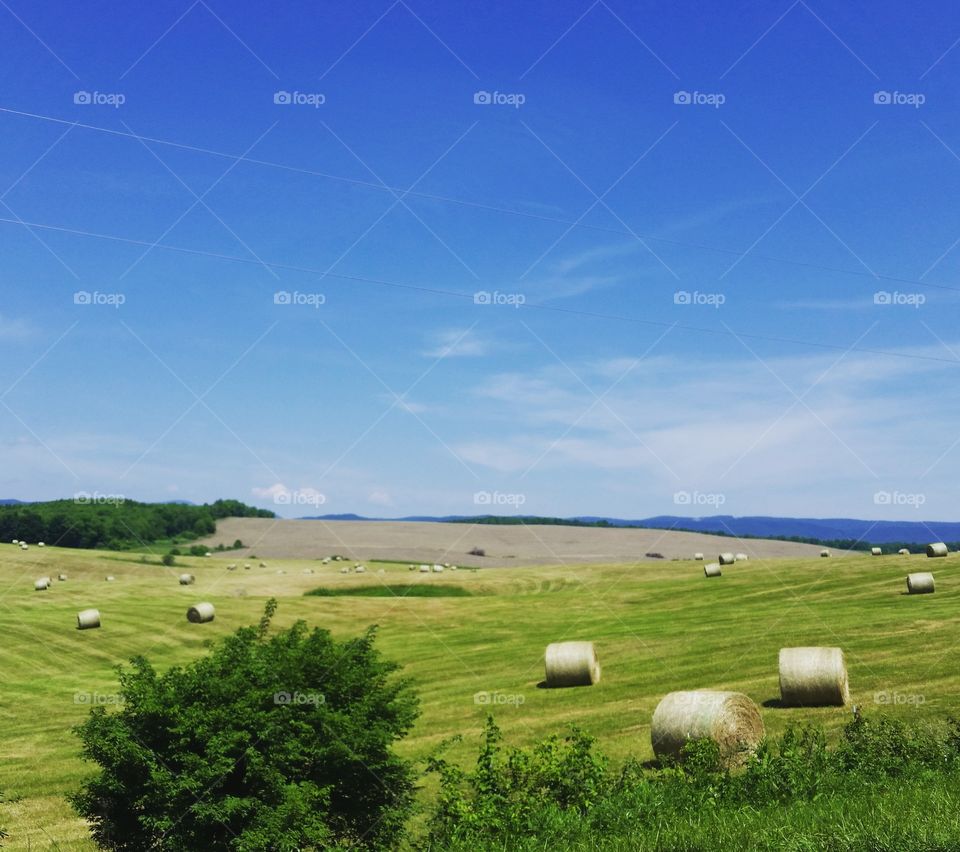 Virginia Farmlands