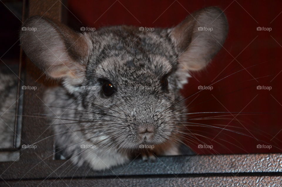 chinchilla looking my camera with the black eyes