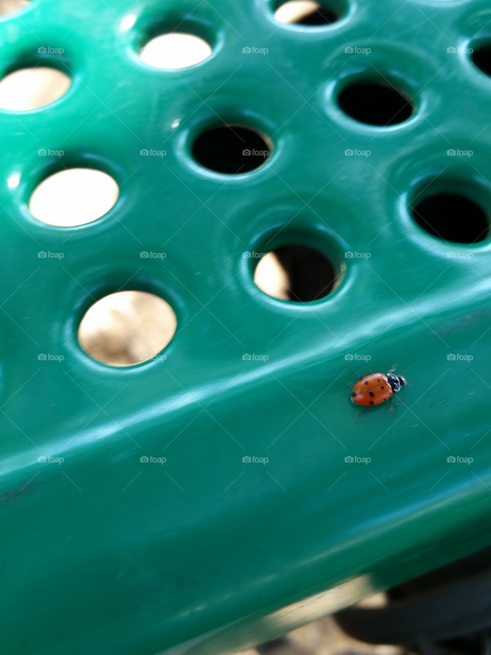 Ladybug crawl