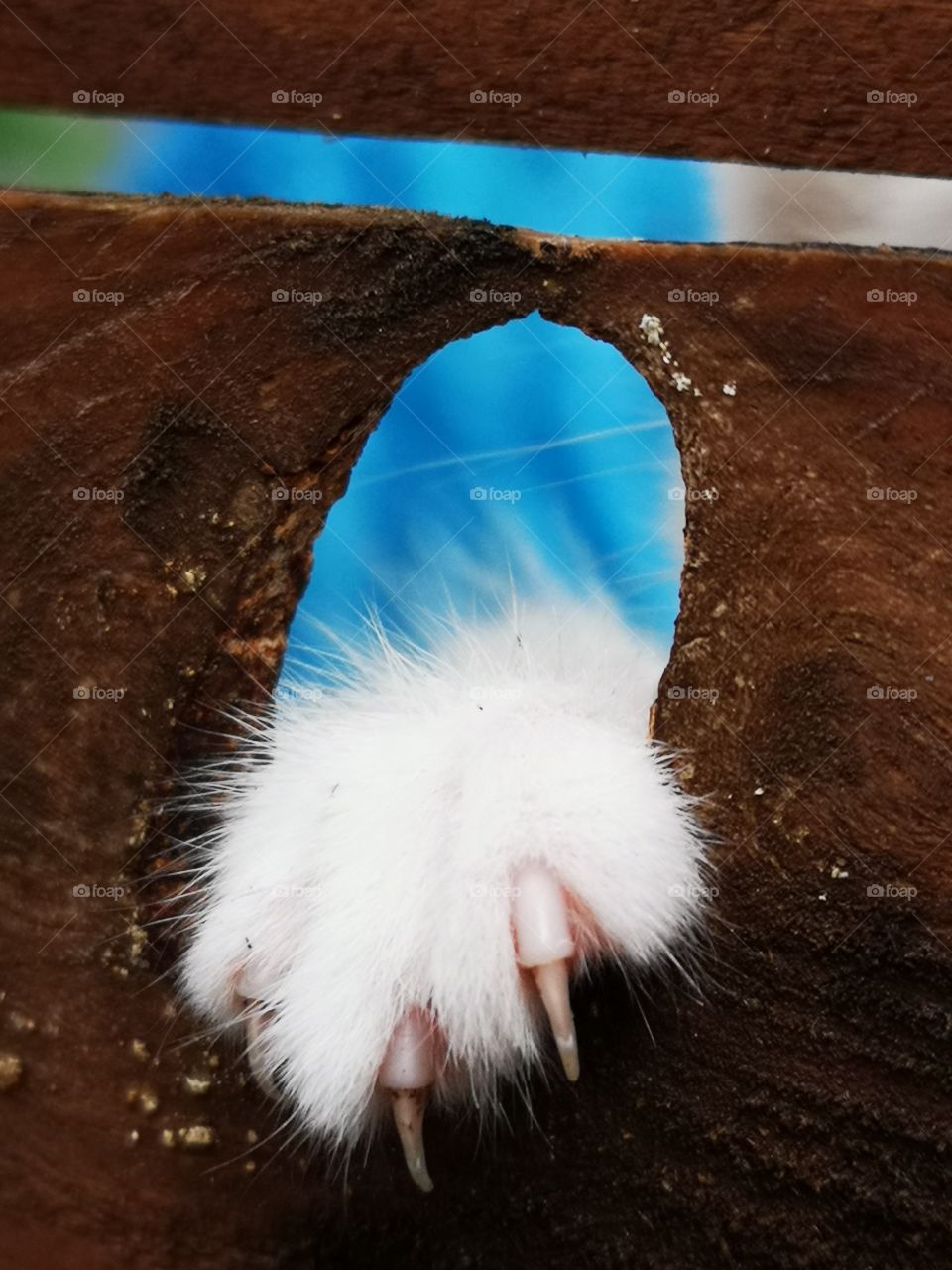 Kitten's Paw