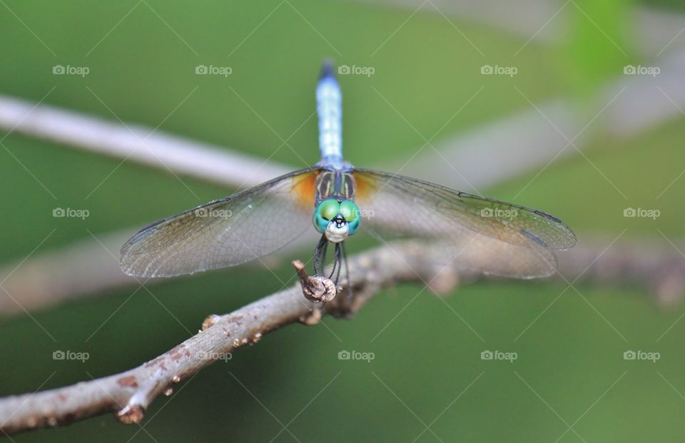 Dragonfly on the branch