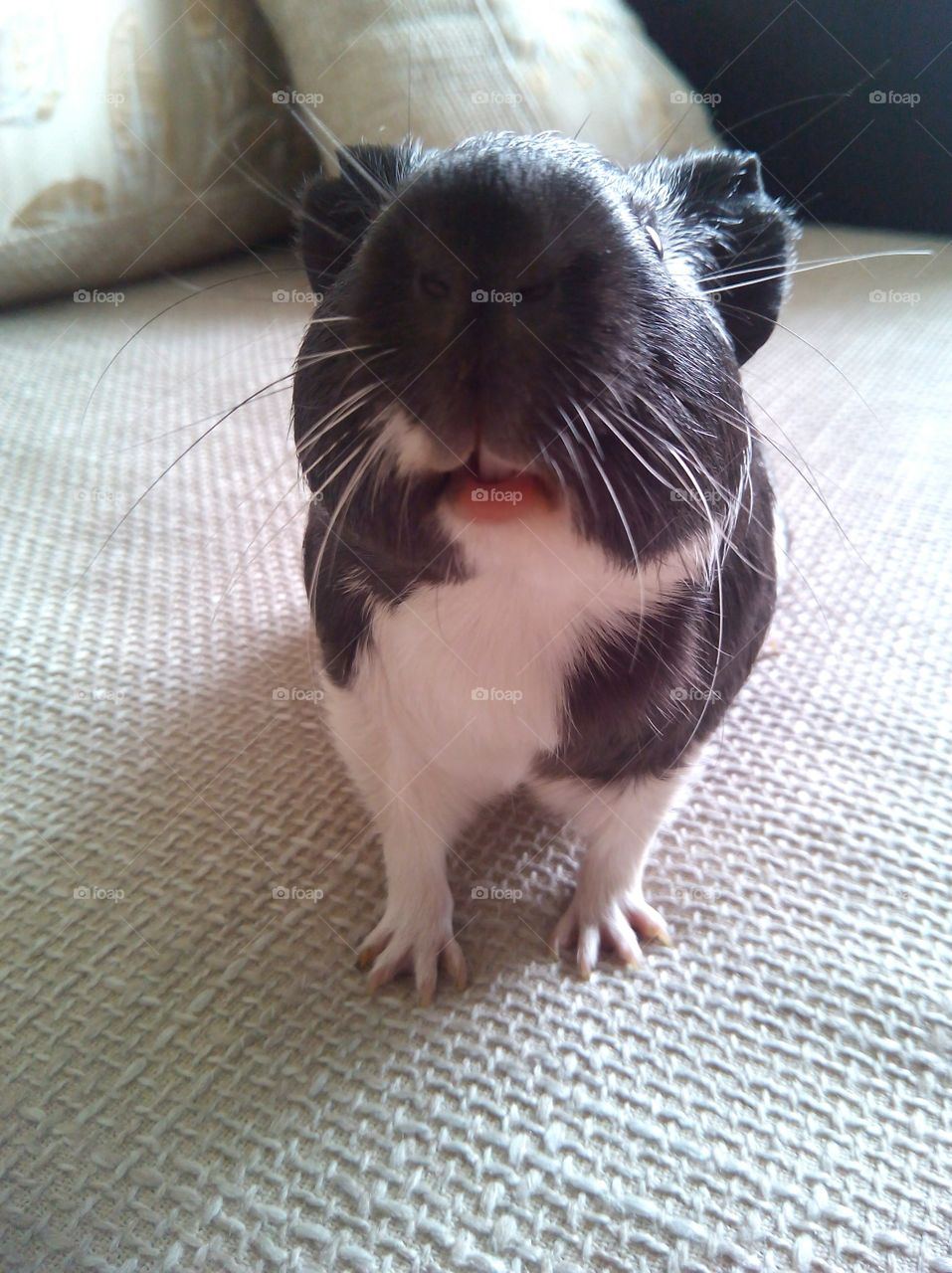 Close-up of a guinea pig