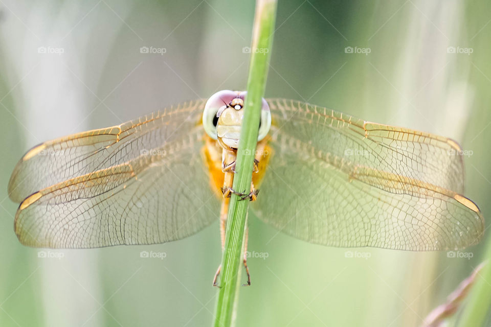Dragonfly