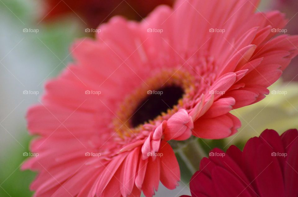 Beautiful pink Gerbera