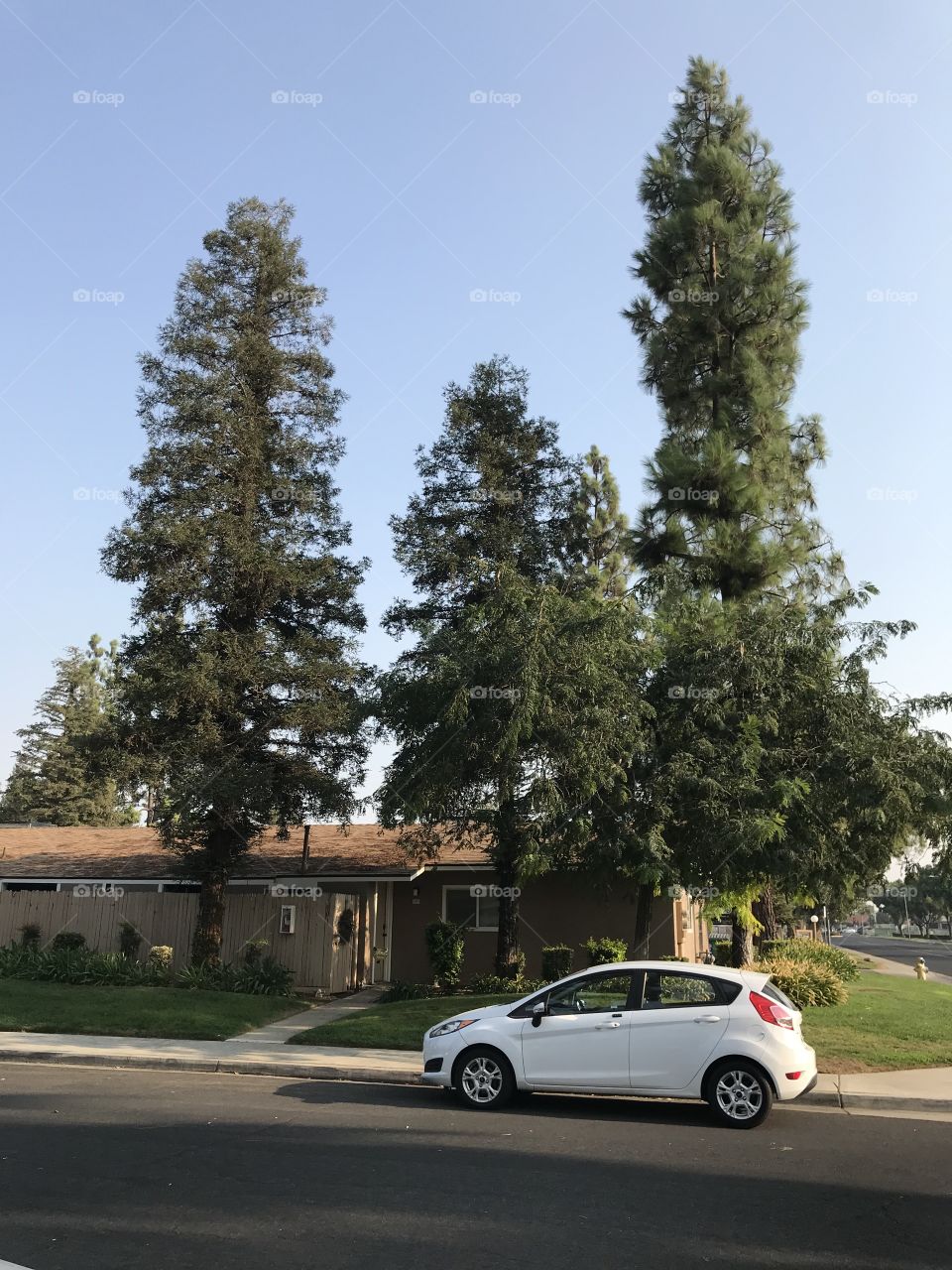 Multiple trees adorning an apartment residence. There is nothing like a group of trees to spice up the outside of a rented home.