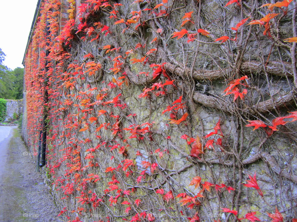 Red Vine Wall