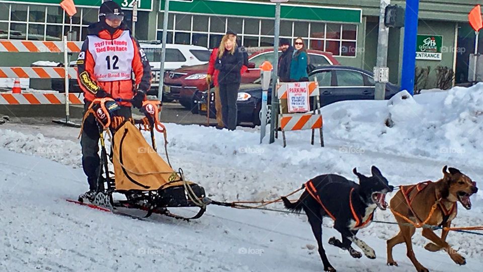 Sled dog race 🏁 