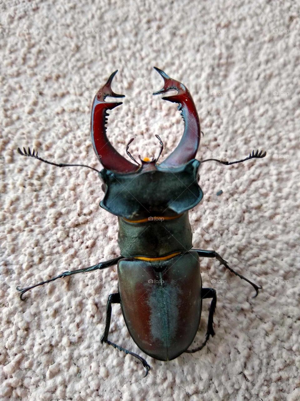 stag beetle