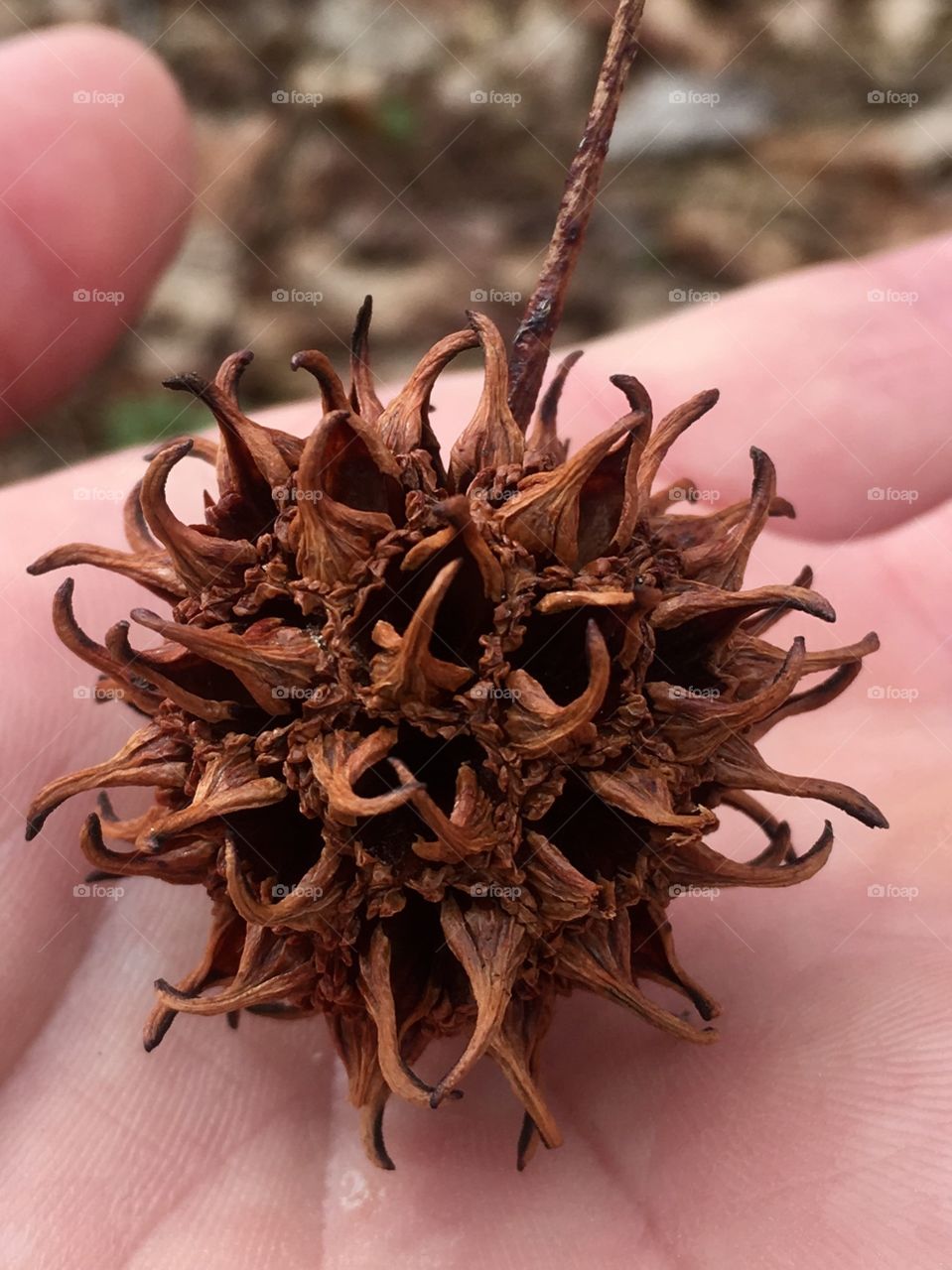 Closeup of an American sweetgum ball