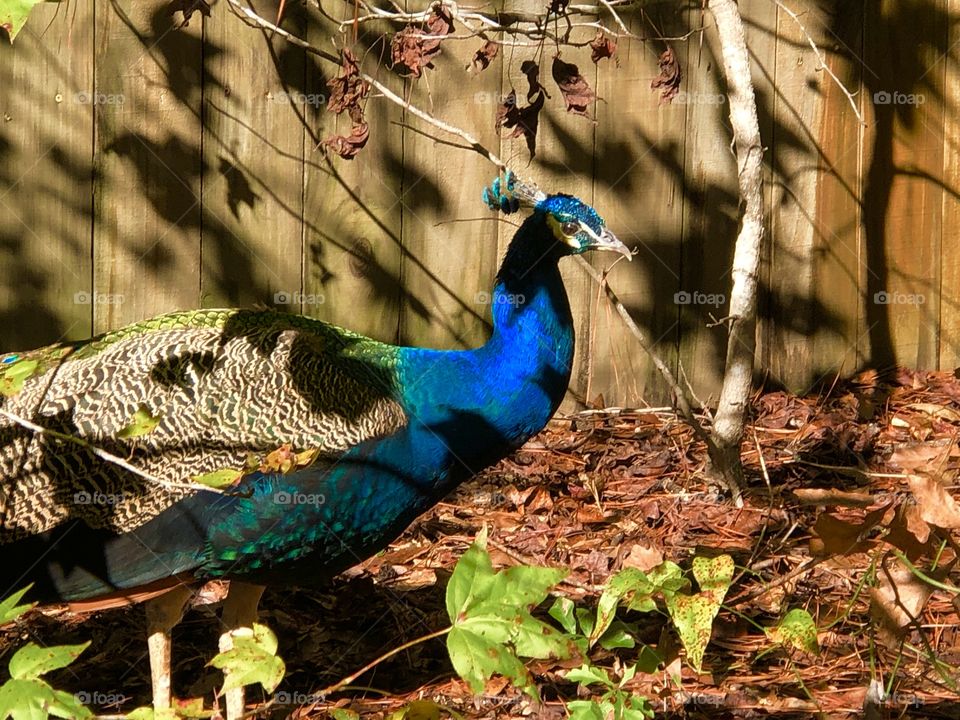 Peacock 
