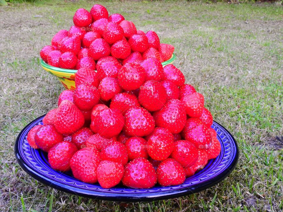 Bowl of berries