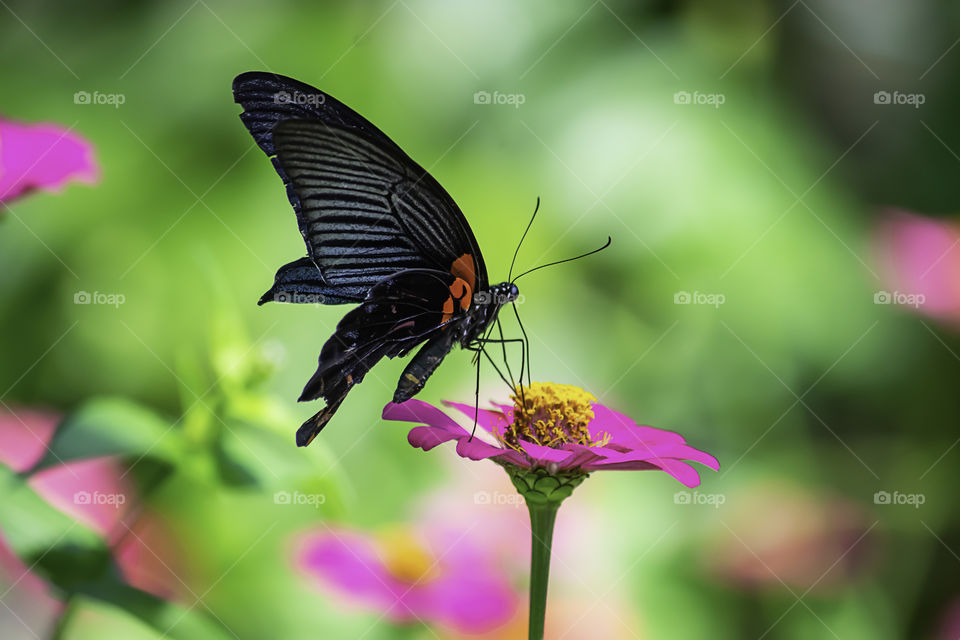 Black Butterfly on Pink Zinnia Bright colors in garden.