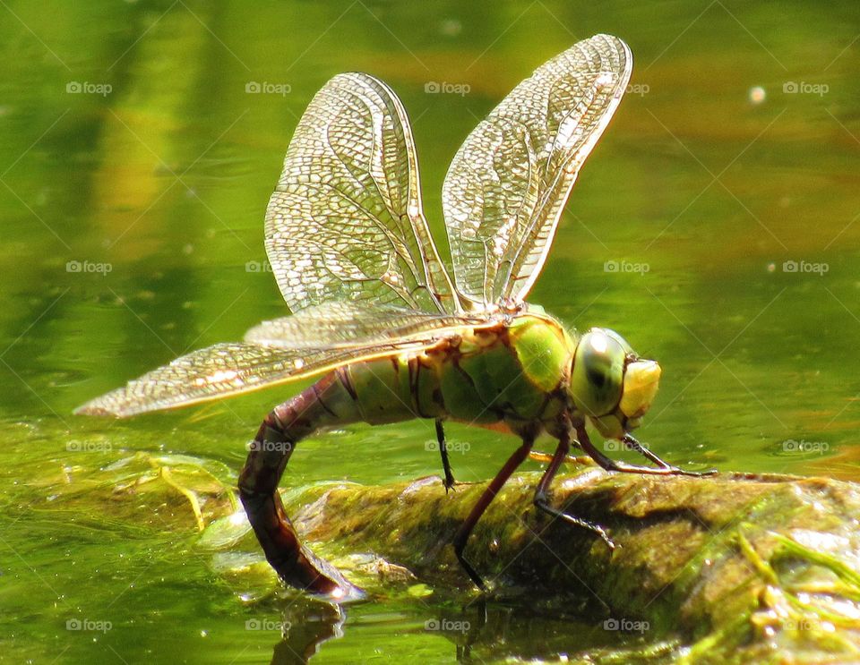 dragonfly