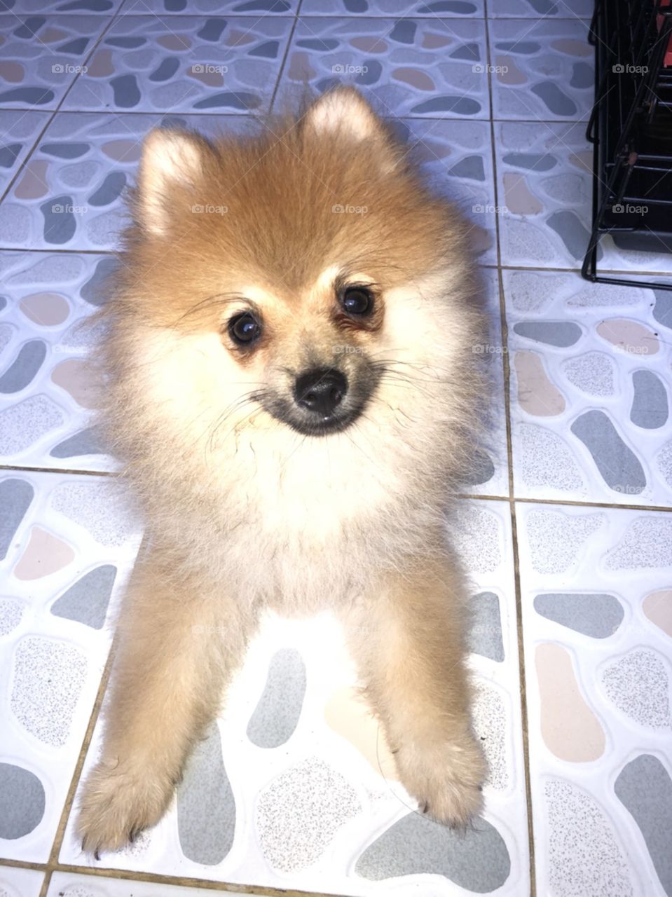 the orange brown puppy "pomeranian" has big  black round eyes , fluuy and furry hair around his neck and his two little ears  point up.