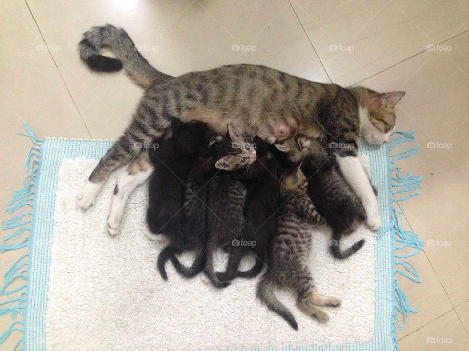 Lovely cat family